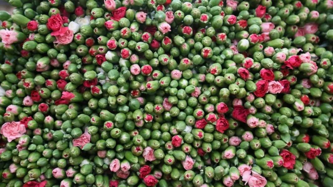 Antalya’nın Çiçekleri Avrupa’yı Renklendirecek 3